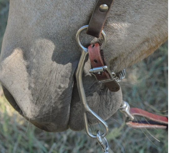 Grazer Bit