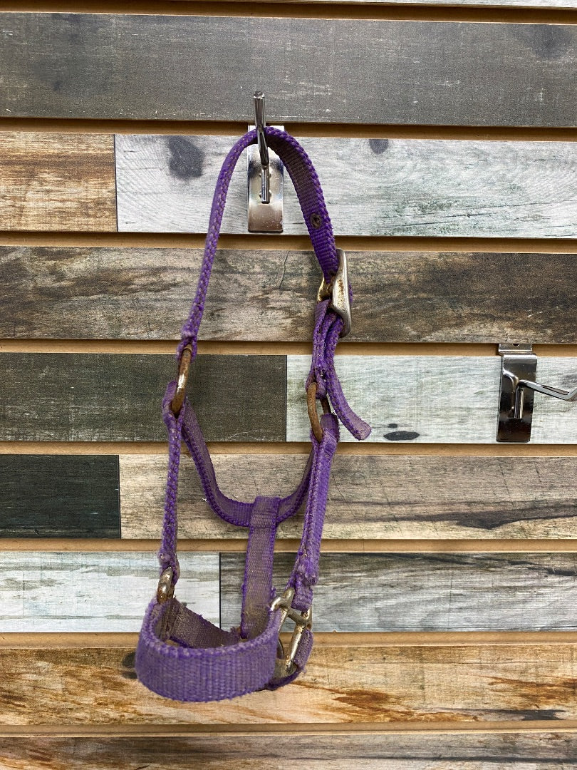 USED Nylon Halter Pony Purple
