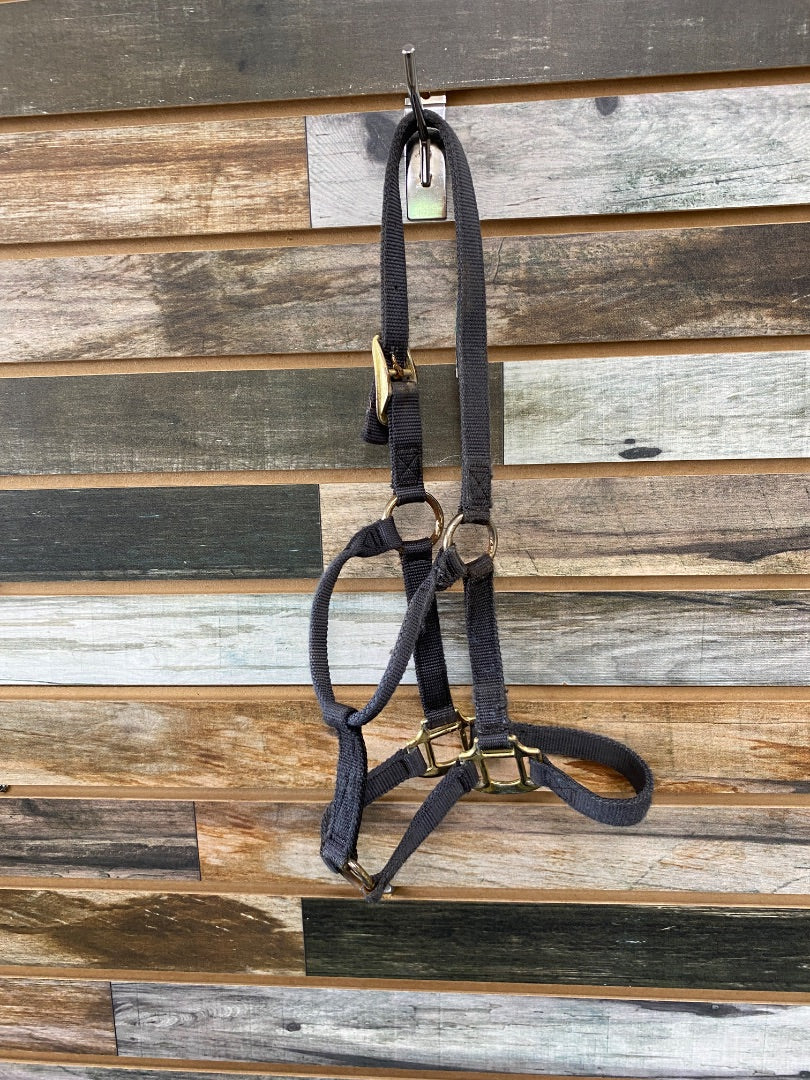 USED Hamilton Nylon Halter Colt Dark Grey