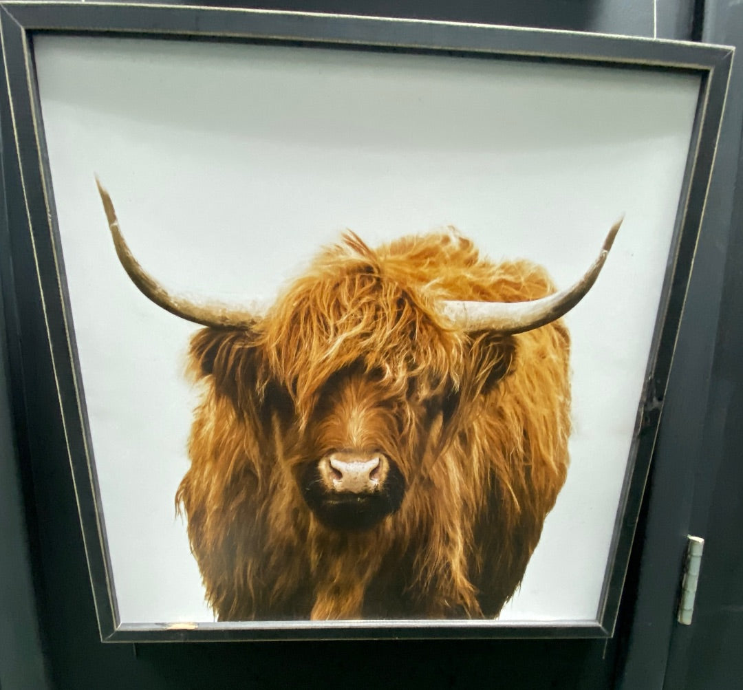 USED Highland Cow Painting 20x20