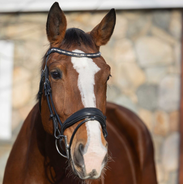 Horze Montrose Dressage Horse Bridle