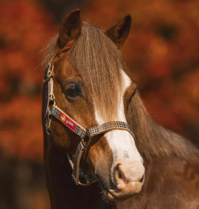 5/A Baker® Breakaway Nylon Halter with Full Leather Crown 1"