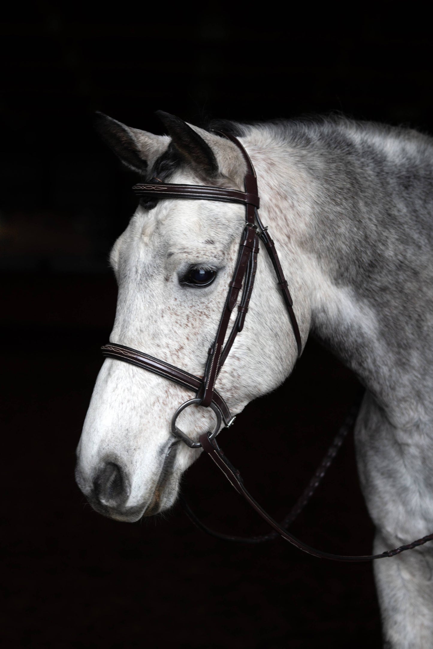 Arnold IV - Fancy Padded Leather Hunter Horse Bridle