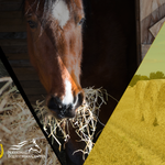 Hay Matters: Understanding Your Horse’s Forage