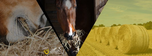 Hay Matters: Understanding Your Horse’s Forage