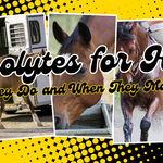 Electrolytes for Horses: What They Do and When They May Help