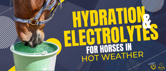 Hydration & Electrolytes for Horses in Hot Weather