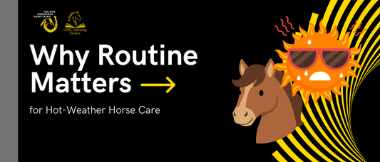 Why Routine Matters for Hot-Weather Horse Care