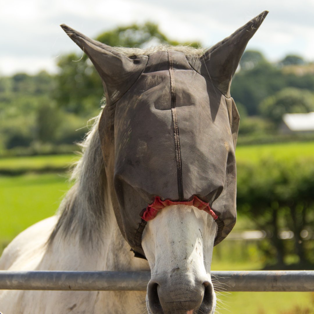 Fly Masks
