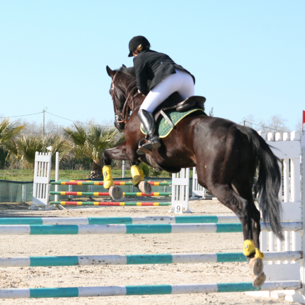 Gift Guide for the Hunter/Jumper Friend