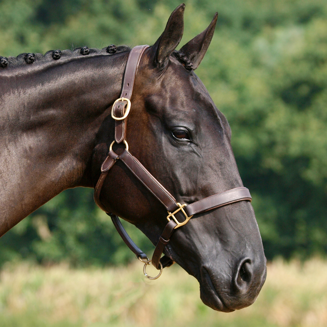 Halters & Leads