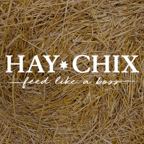 Hay Chix