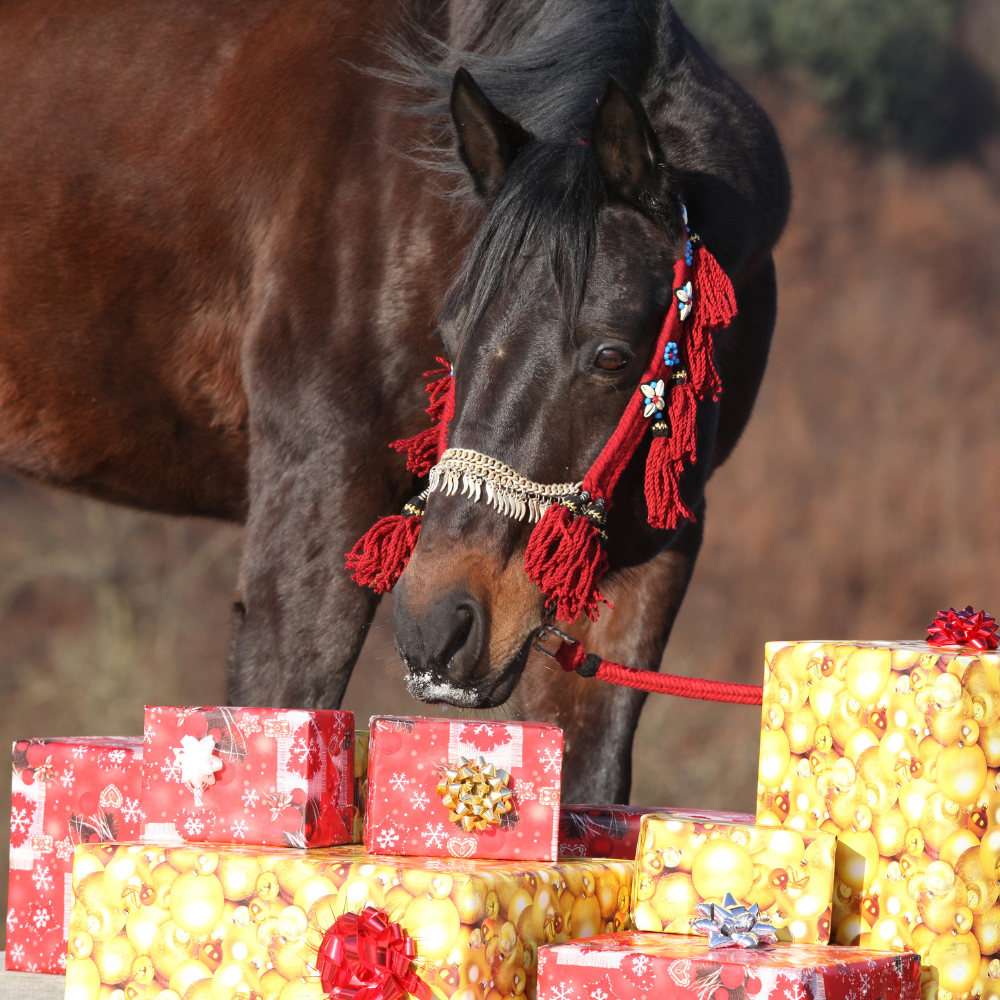 Gift Guide for Your Horse