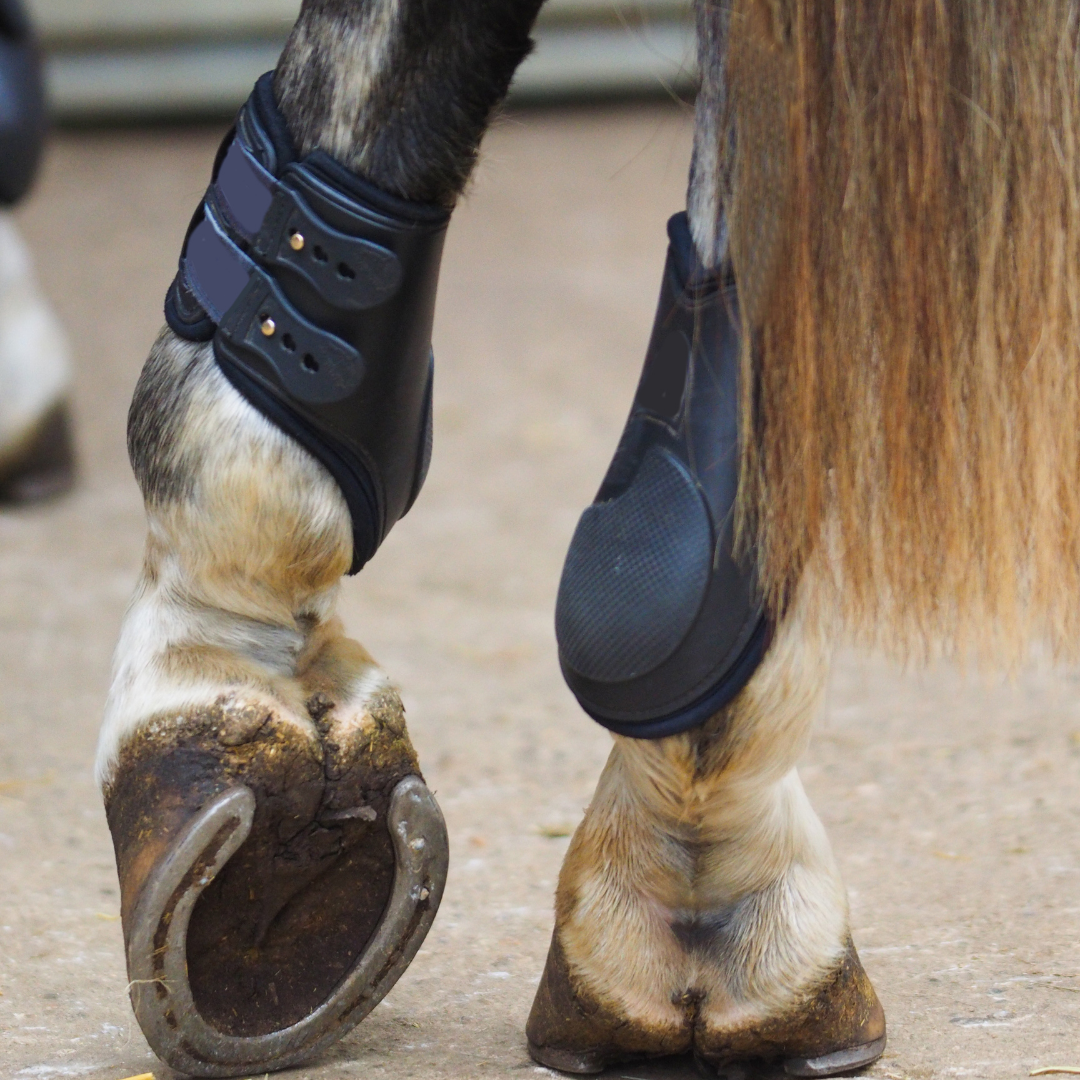 Leg Wear
