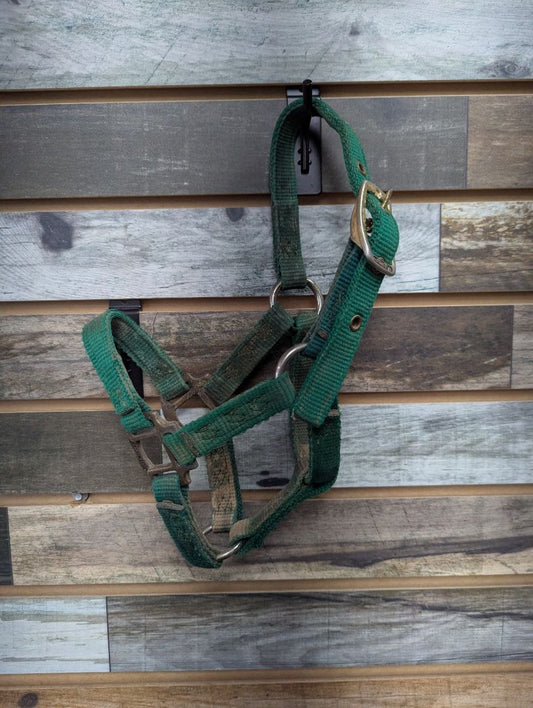 USED  Halters Foal Green