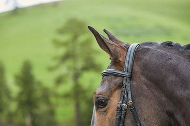 Syntovia+ Padded Raised Flash Bridle