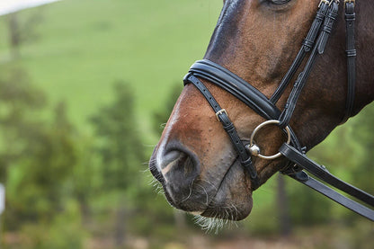 Syntovia+ Padded Raised Flash Bridle