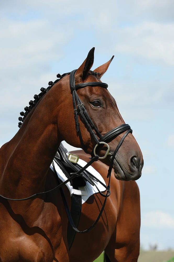 Syntovia+ Padded Raised Flash Bridle