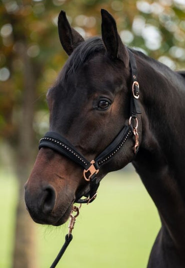 HKM Head collar -"Berry"