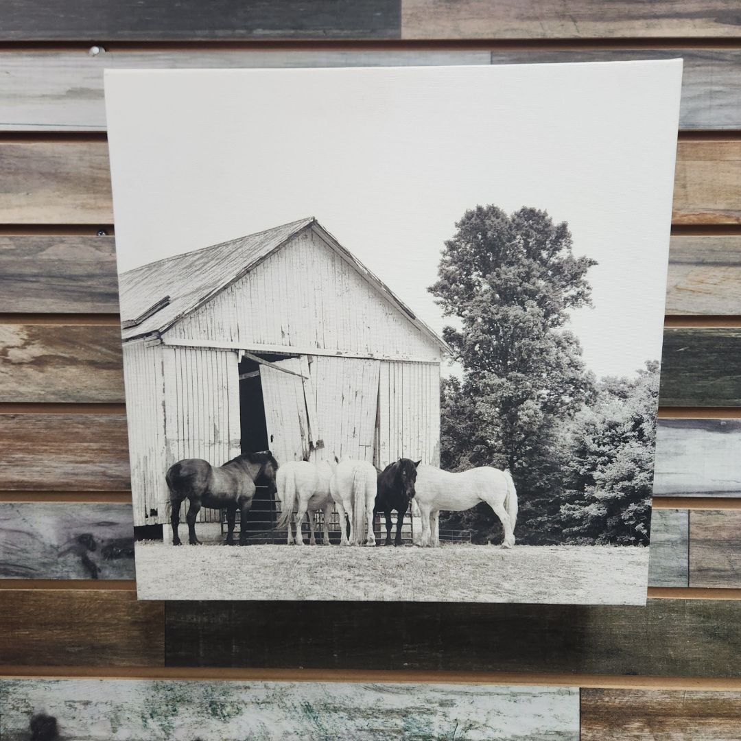 USED  Black/White Horses In Front of Barn Canvas 15" x 15"
