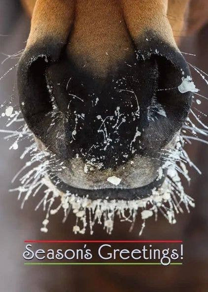 Horse Boxed Christmas Cards | Frosty Muzzle | 8 Holiday
