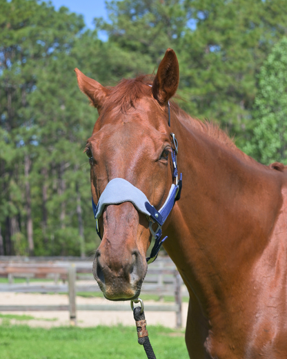 Magna Halter ™ in Blue with Fleece Nose and Fleece Crownpiece Leather Breakaway
