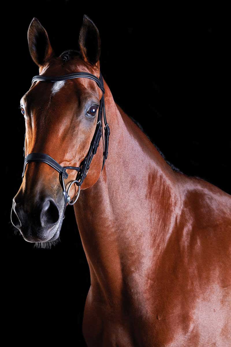 Classic Collegiate Comfitecc Plain Bridle