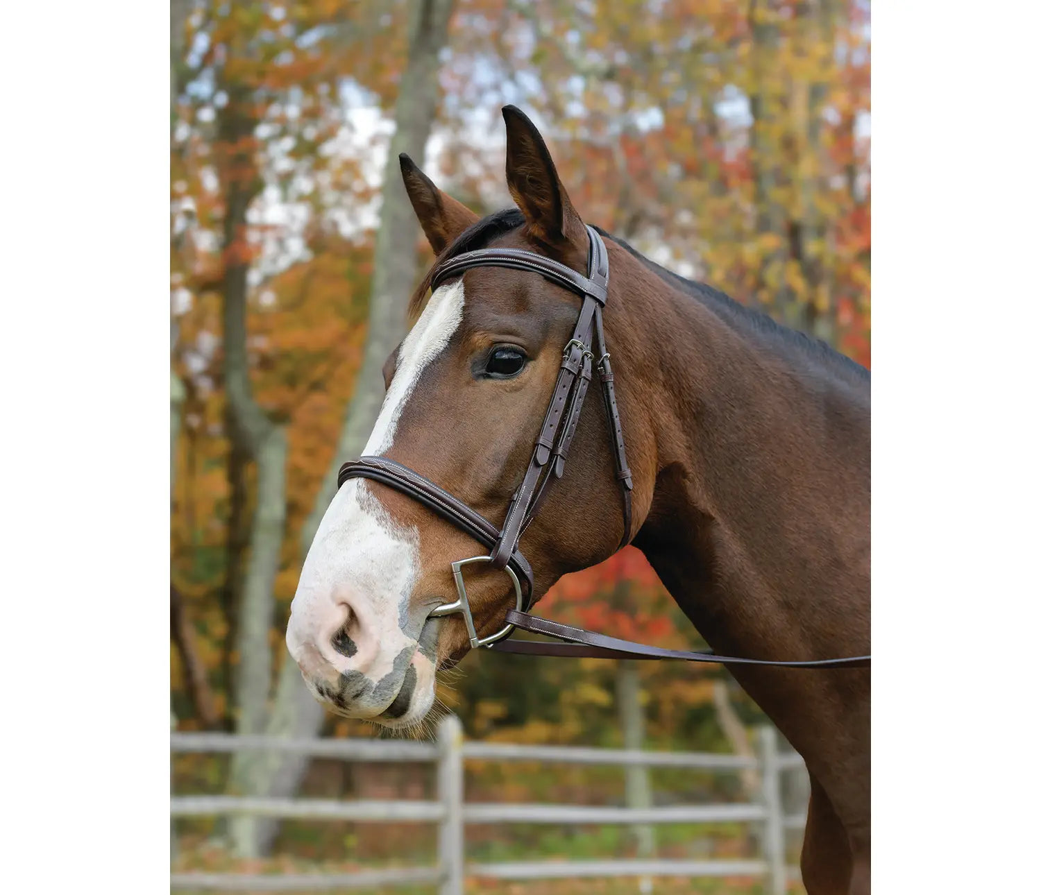 Avignon Nashville Bridle – Golden Horseshoe Equestrian