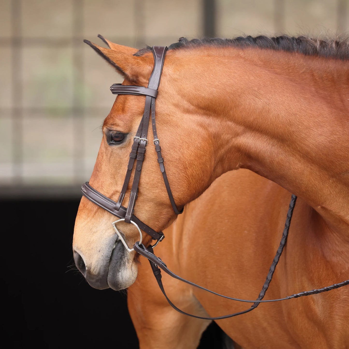 Avignon Wellington Bridle