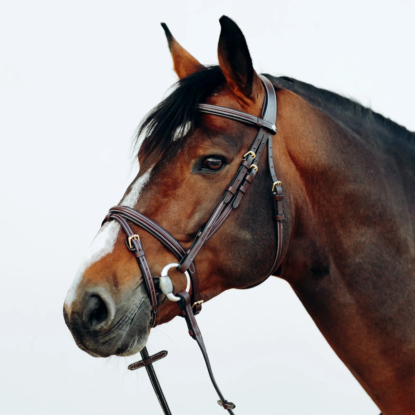 Horze Buxton Bridle