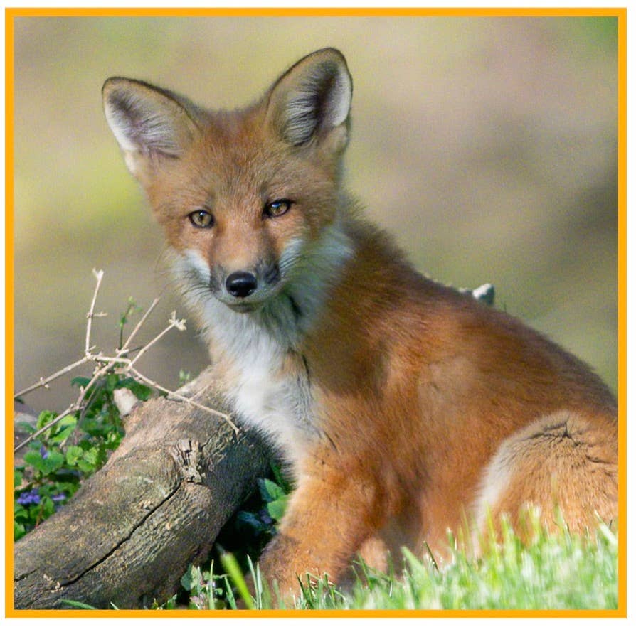 Fox Necklace Jewelry