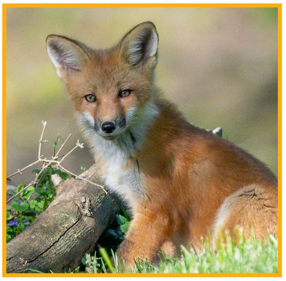 Fox Necklace Jewelry