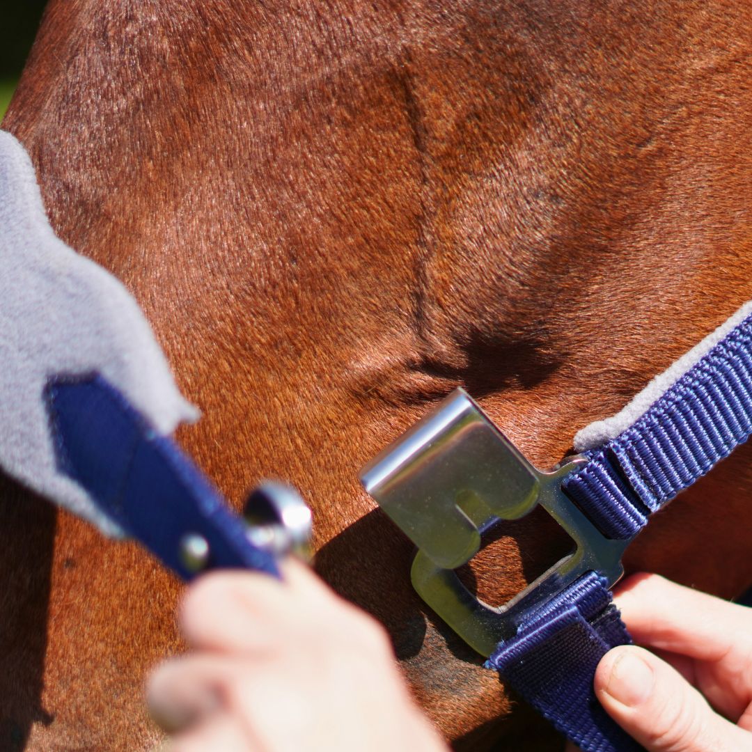 Magna Halter ™ in Blue with Fleece Noseband and Leather Breakaway