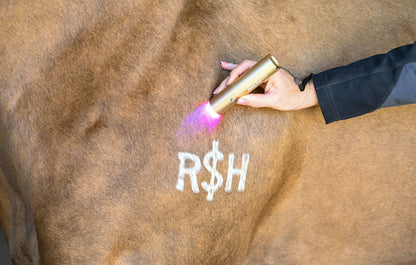 XLR8 EquineIgnite Handheld Therapy Light