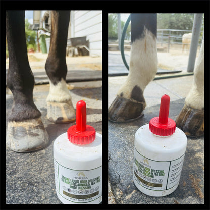 Equine Liquid Hoof Dressing  Arnica & Tea Tree  32 oz