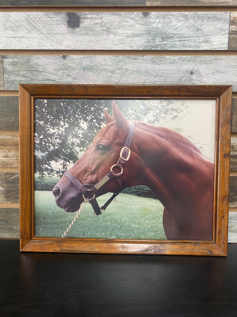 USED  Secretariat Photo