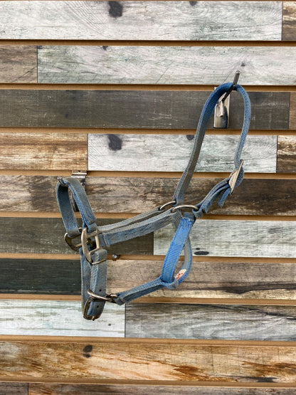 USED Hamilton Nylon Halter Large Pony Light Blue