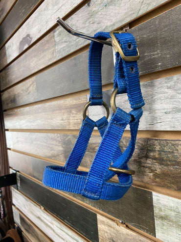 USED  Nylon Halter Foal Blue