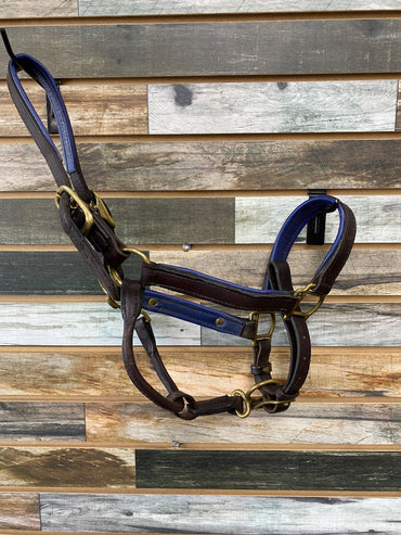 USED  Leather Halter with Blue Padding has nameplate attached Full Havana/Blue