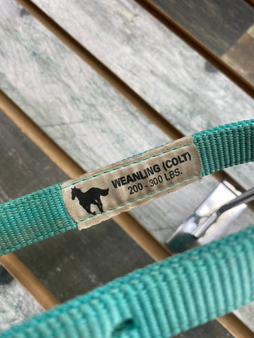USED No Brand Weanling Halter Weanling Teal