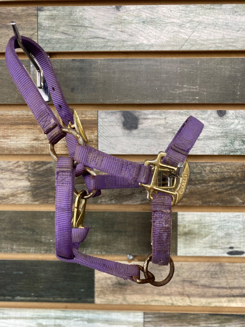 USED Weaver Nylon Halter Suckling/Mini Purple