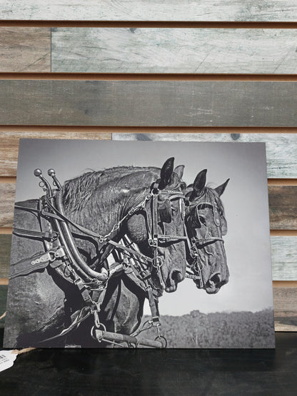 Tammi Elbert 11X14 Black and White Draft Horse Wood Photo