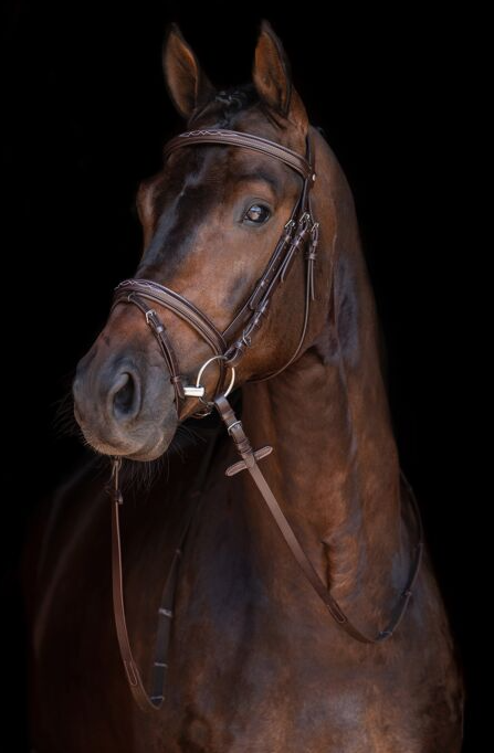 HKM Bridle - "Jana"