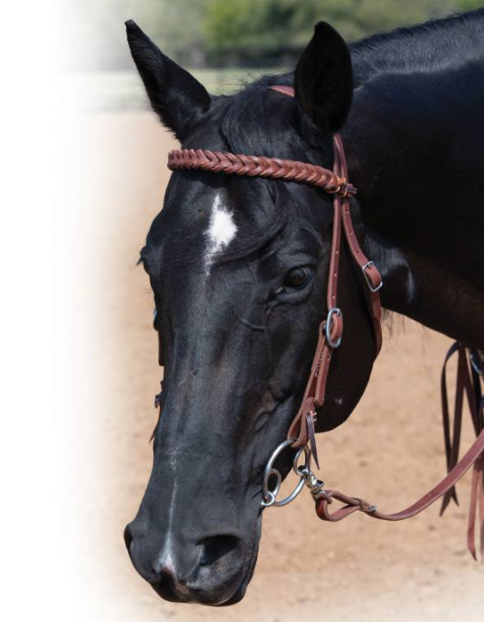 Bleeding Heart Browband Headstall 5/8"