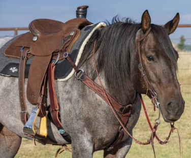 Chocolate Roughout Gunslinger 2" Contoured Breast Collar