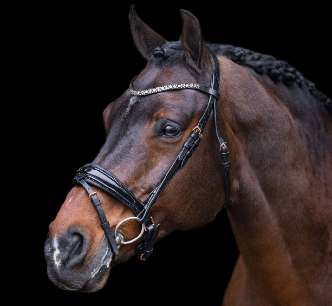 Bridle IRHOlympia
