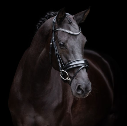 Bridle HVPDiana