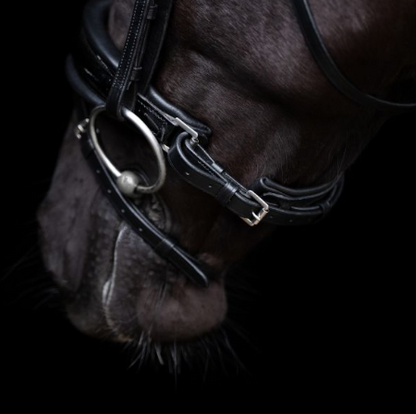 Bridle HVPDiana