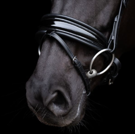 Bridle HVPDiana