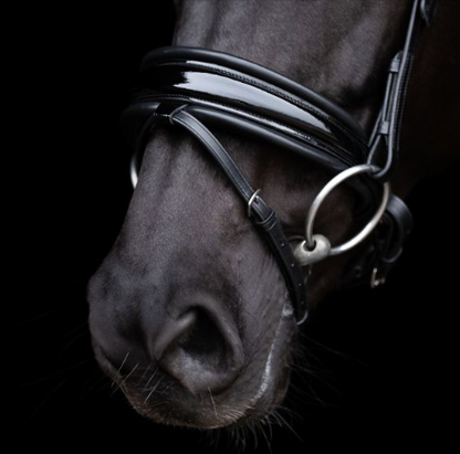 Bridle HVPDiana